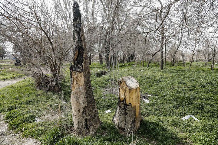 عضو شورای شهر تهران: قطع درخت با مصوبه کمیسیون ماده هفت امکانپذیر است