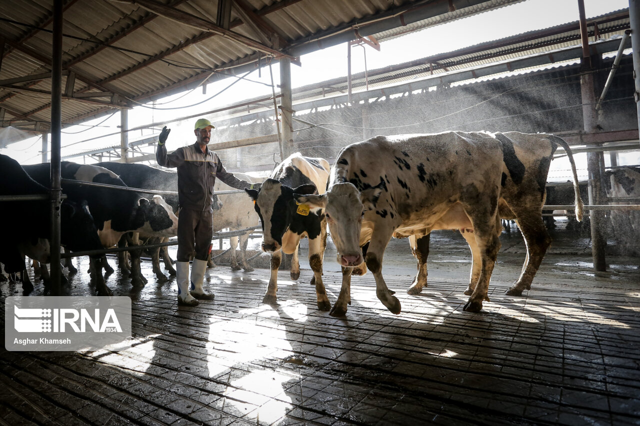از صادرات فرش دستباف تا تصادف زنجیرهای در جاده بهبهان - اهواز