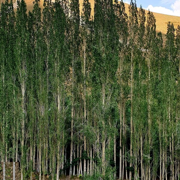 به دیدن لالههای روستای لالون بروید