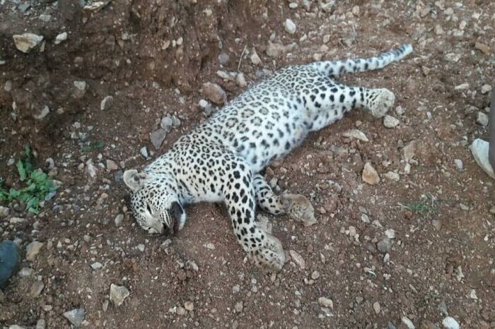 بیمه حیاتوحش راهی برای کاهش خسارات به مزارع و دامها