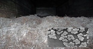 باکتری گرمادوست راهکاری برای مقابله با آلودگیهای نفتی