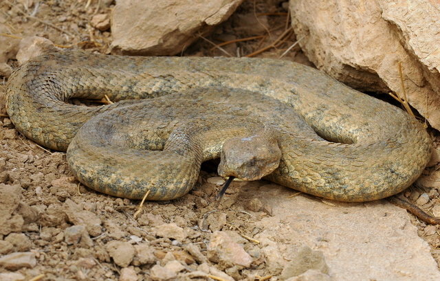 مارها دیگر برای زهرگیری نمیمیرند/ مجوز مارگیری صفر میشود