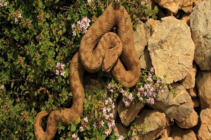 مارها دیگر برای زهرگیری نمیمیرند/ مجوز مارگیری صفر میشود