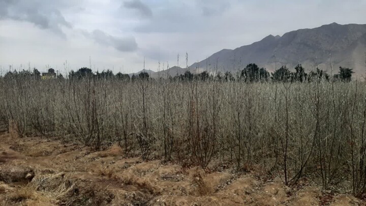 کشف ۳۰ تن چوب تاغ قاچاق در شاهرود/ ۵۲ متخلف به مراجع قضایی معرفی شدند + فیلم