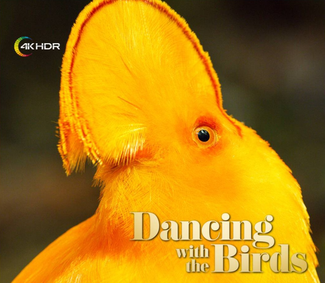 «مبارزین حیات وحش» به تلویزیون میآیند/ «رقص با پرندگان» از شبکه فراتر