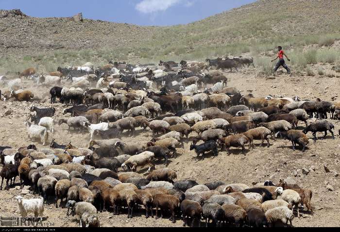 تابش عدالت بر سیاهچادرهای البرز؛ انرژی خورشید در خدمت عشایر