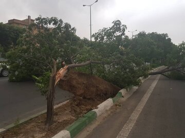 سقوط درختان جاده کردکوی - گرگان را مسدود کرد