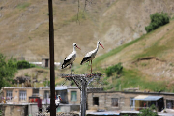 روستاهای اطراف دریاچه زریبار مکانی امن برای زاد آوری لک لک های مهاجر