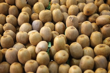 پیش‌بینی تولید ۱۸۰ هزار تن کیوی در گیلان