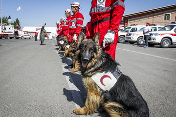 ۸۵ سگ زنده‌یاب در مواقع بحران به مدد می‌آیند/حضور پهپاد نجاتگر در هلال احمر