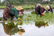 دو رقم برنج اقتصادی جدید معرفی شد 