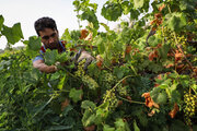 La cosecha de Ghora en el sur de Irán