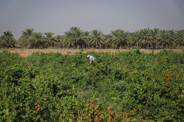 برداشت غوره در شهرستان کارون