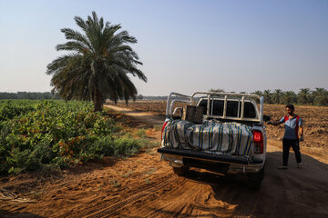 برداشت غوره در شهرستان کارون