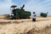 خرید گندم تعاونی ها کشاورزی از مرز ۲.۵ میلیون تن گذشت