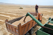 ۴۴ مرکز، گندم تولیدی کشاورزان اردبیل را خریداری می‌کنند