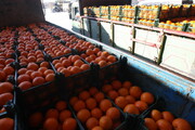 ۱۳۰ تن سیب و پرتقال برای توزیع ویژه شب عید خریداری شد 