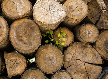 وزیر جهاد کشاورزی واردات چوب با پوست را آزاد کرد