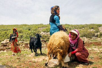 عشایر سالیانه ۶ میلیون تن محصول کشاورزی تولید می کنند