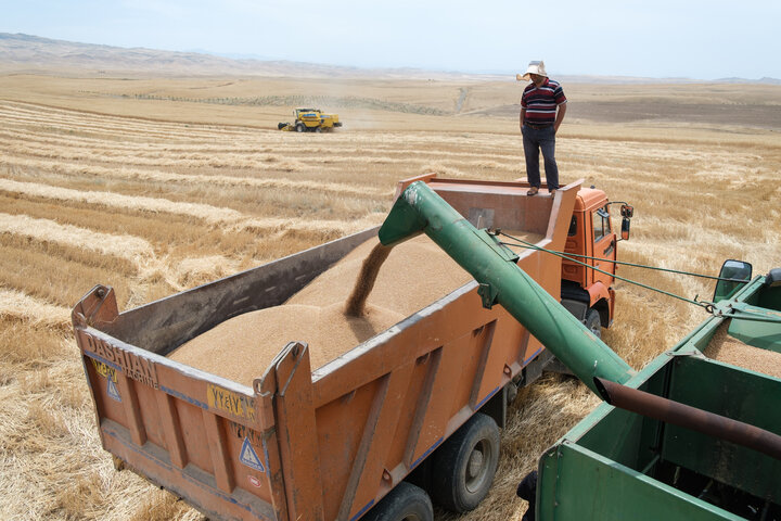 ۳۴۰ هزار تن گندم تولیدی شرق گلستان به مراکز خرید تحویل شد