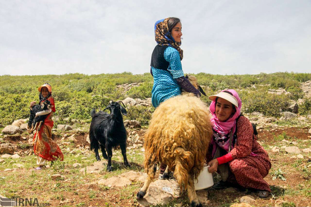 ۲۴ صندوق خرد زنان عشایر در آذربایجان‌غربی فعال است