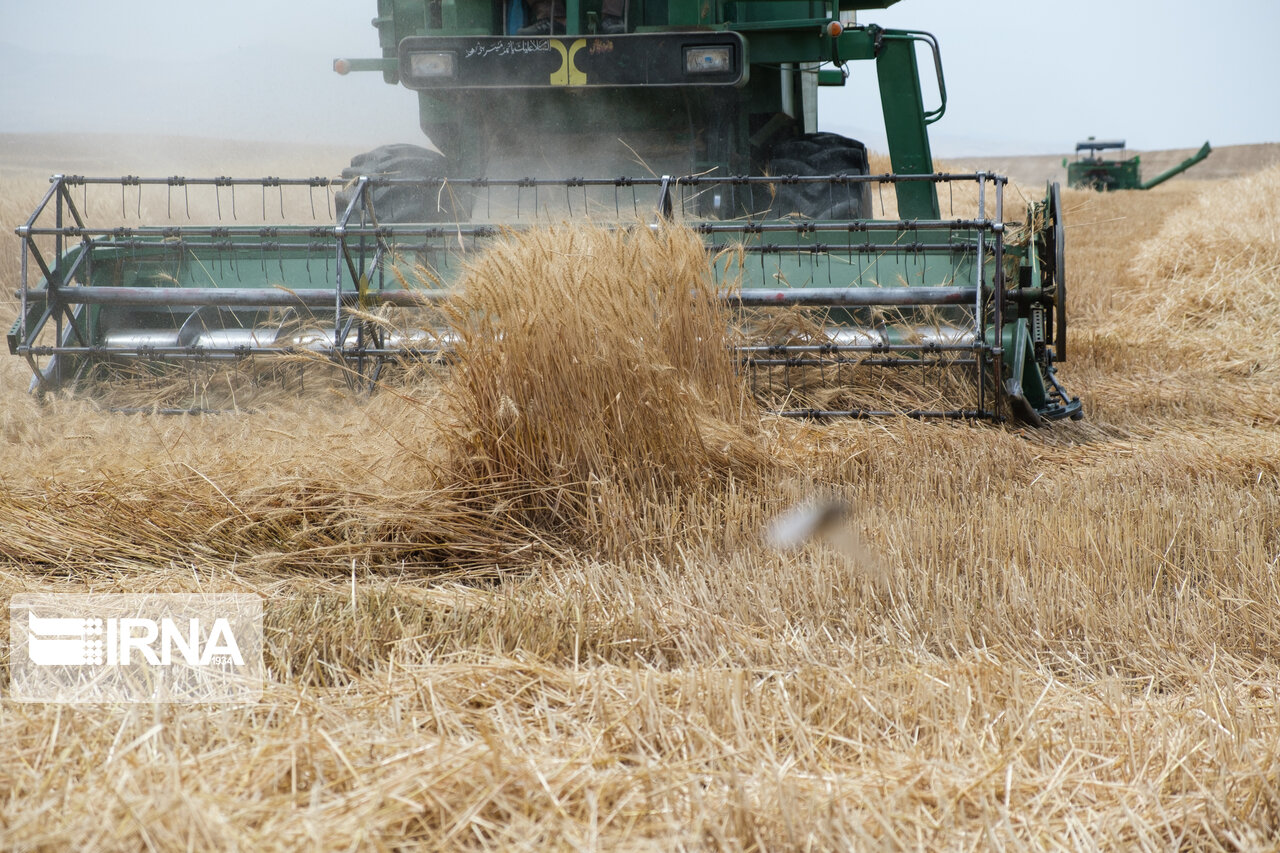 سرما و بارندگی به ۲ هزار هکتار مزارع گندم شادگان خسارت زد