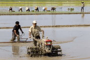 کاهش ۴۰ درصد بارندگی و زنگ خطرکم آبی برای برنجکاری مازندران