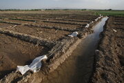 استانداری فارس بر عدم آبیاری محصولات زراعی با پساب نظارت می‌کند