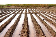 مصرف دو برابری آب برای تولید محصولات کشاورزی نسبت به استاندارد جهانی