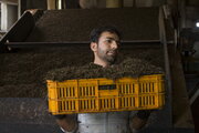 صادرات چهار هزار تن چای به کشورهای همسایه 