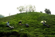 رشد ۶ درصدی خرید برگ سبز چای درجه یک از چایکاران گیلان و مازندران