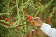 مهار زیستی بید گوجه فرنگی توسط نماتد بیمارگر حشرات