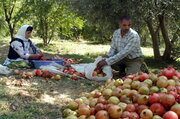 سرما  تولیدات باغی چهارمحال و بختیاری را ۵۰ درصد کاهش داد