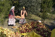 حدود ۳ هزار زن روستایی آذربایجان‌غربی عضو صندوق‌های خرد محلات هستند