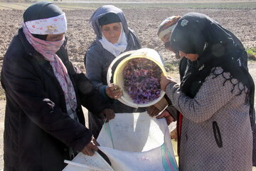 ۴۲۰ زن روستایی در البرز به عضویت صندوق های اعتبارات درآمدند