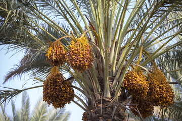 برداشت خرما در شادگان آغاز شد