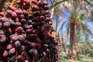 خرما در یک قدمی ورود به بورس