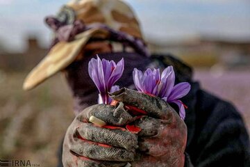 تعاون  روستایی در بازار زعفران هدفمند حضور دارد