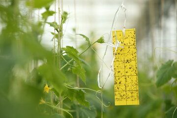 پست‌های جدید قرنطینه گیاهی در مرزهای کشور راه اندازی می‌شود