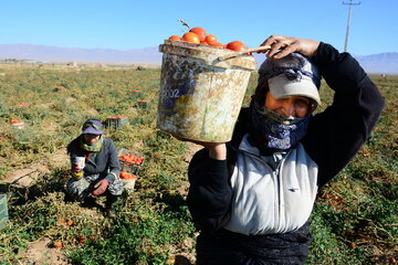 زنان سهم ۱۲ درصدی از بیمه صندوق عشایر و روستایی دارند