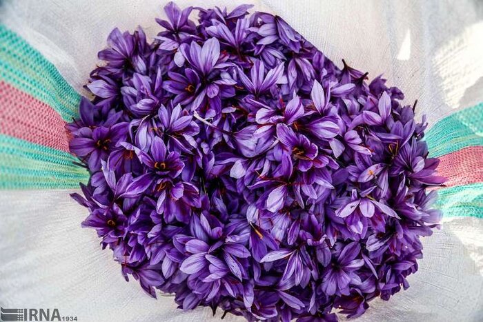 ۹۵ درصد بازارهای جهانی از زعفران ایران تامین می‌شود
