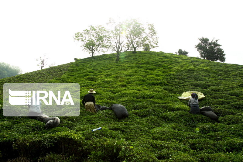 رشد 6 درصدی خرید برگ سبز چای درجه یک از چایکاران گیلان و مازندران