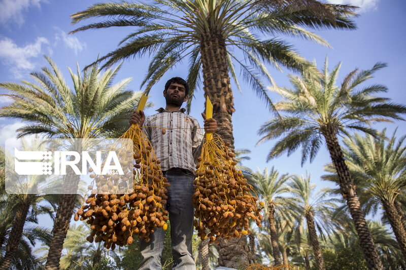 جَتو، از جلای وطن تا دگرگونسازی اقتصادی جَتو، از جلای وطن تا دگرگونسازی اقتصادی