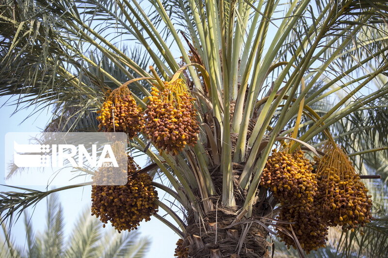 گزارش فائو از نقش مهم ایران در تأمین غذای جهان/ رتبه‌های ۱ تا ۲۰ ایران در صادرات ۲۵ محصول