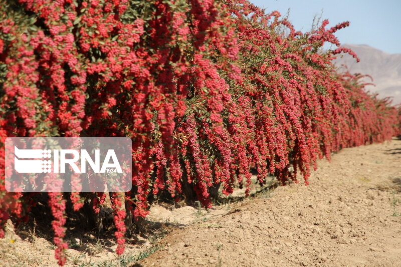 روز مزرعه و برداشت زرشک در تفرش + فیلم