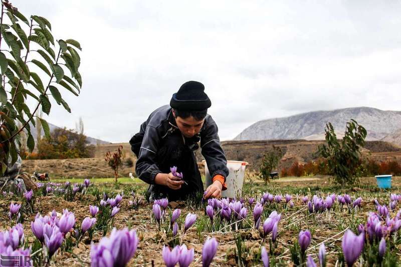 کشت گیاهان کم‌آب‌بر اولویتی برای احیای دریاچه ارومیه