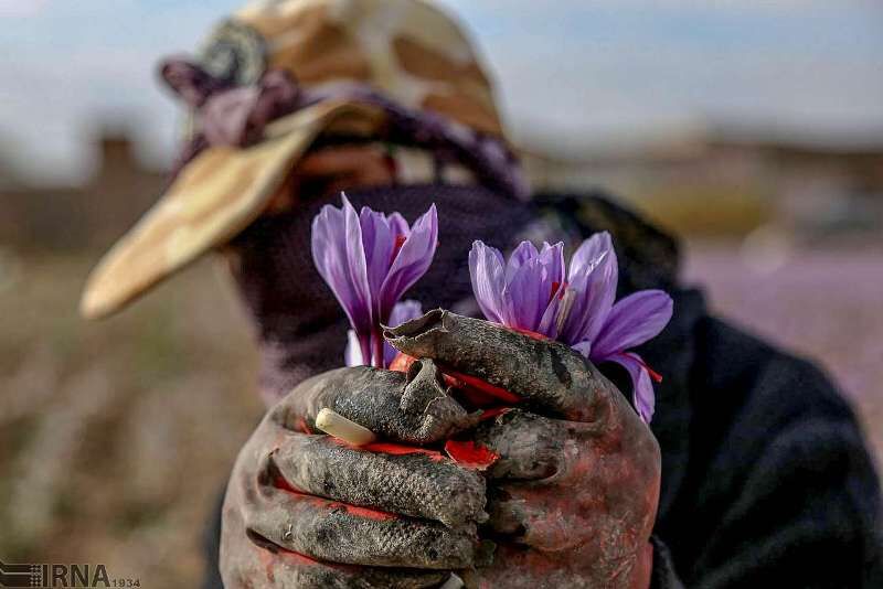 کشت زعفران مرهمی بر زخم کم آبی در ابرکوه