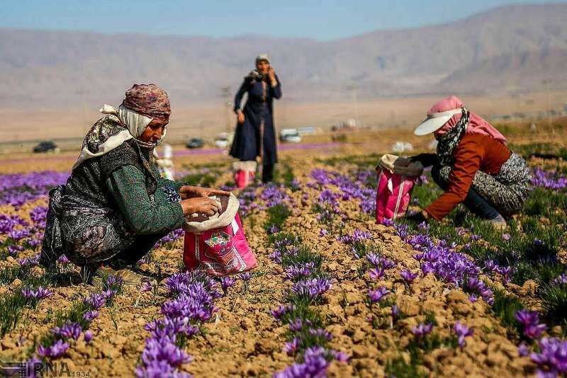 ۳۴۲ شرکت تعاونی روستایی زنان در کشور فعال است