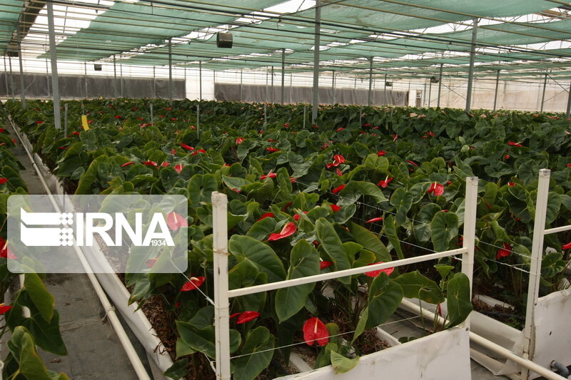 مستثنی شدن احداث گلخانهها در خارج از حریم شهرها روی میز دولت