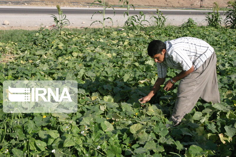 سطح کشت گلخانه ای اصفهان به ۳۶۰۰ هکتار افزایش می یابد